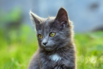 Chaton dans le jardin