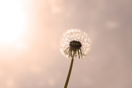 Schöne Pusteblume