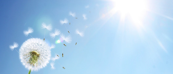Schöne Pusteblume