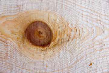 Wooden pine tree texture with knot