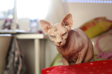 gato sin pelo con los ojos azules mirando fijamente a la cámara.