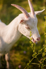 Fototapeta premium White, gray and black goats graze in the field. Goat close-up. How graze livestock.
