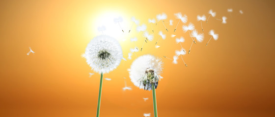 Schöne Pusteblumen beim Sonnenuntergang