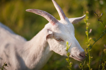 Naklejka na ściany i meble White, gray and black goats graze in the field. Goat close-up. How graze livestock.