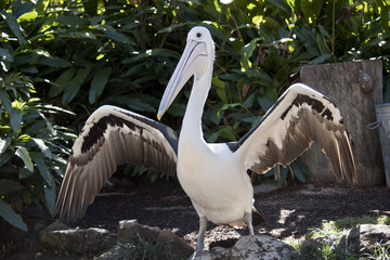 pelican