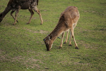 Naklejka na ściany i meble Young deer on the green field