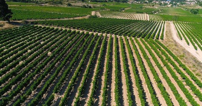 vignes en vue a&eacute;rienne, france