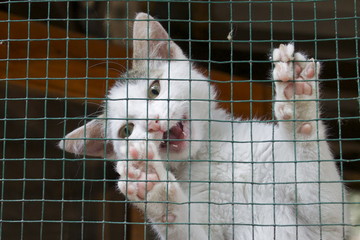Colonia felina