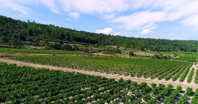 vignes en vue a&eacute;rienne, france