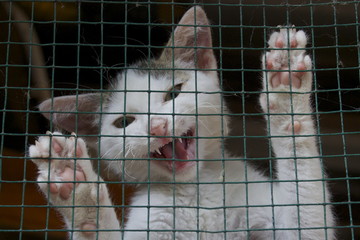 Colonia felina