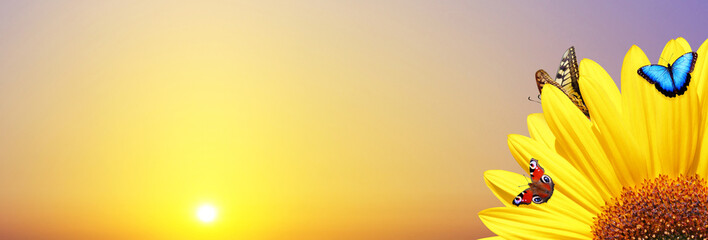 Naklejka premium Wunderschöne Sonnenblume mit Schmetterlingen