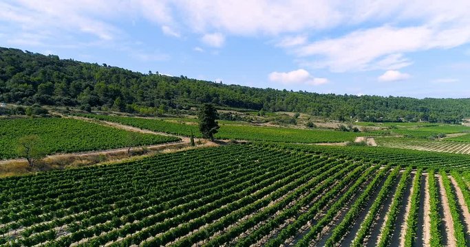 vignes en vue a&eacute;rienne, france