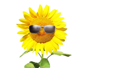 Sonnenblume mit Sonnenbrille auf weissem Hintergrund