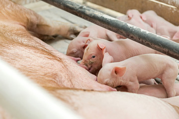 Pink pigs, Pigs on the farm, Piglets go eat