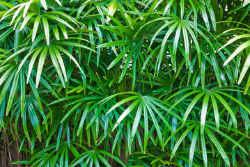Obraz na płótnie Canvas Green leaves natural background wallpaper 
