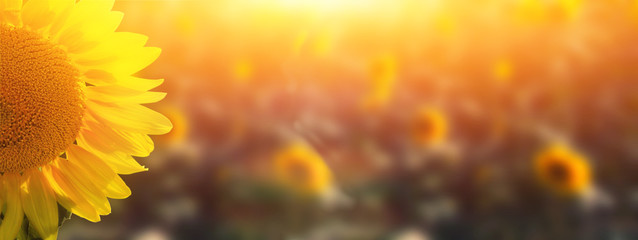 Wunderschöne Sonnenblumen