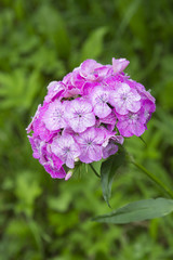 Pink Sweet William flowers in the garden. Dianthus barbatus flower blooming in spring, summer and autumn. Garden landscape design.