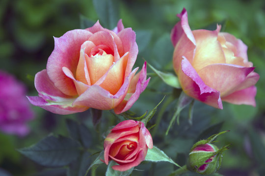 รูปภาพFloribunda – เลือกดูภาพถ่ายสต็อก เวกเตอร์ และวิดีโอ6,866 | Adobe ...