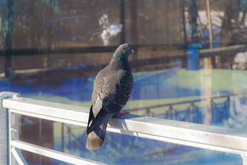 dove sitting on a fence