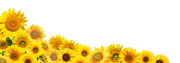 Fototapeten Sonnenblumen auf weissem Hintergrund © Thaut Images