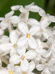 white lilac close up