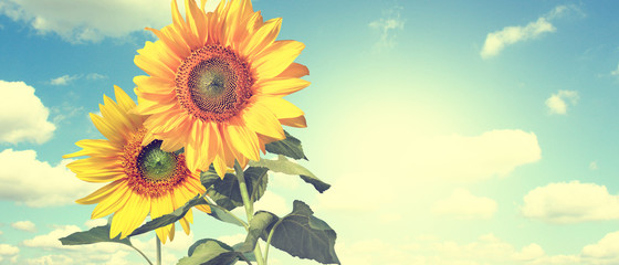 Wunderschöne Sonnenblumen