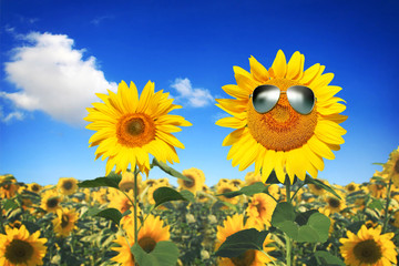 Sonnenblume mit Sonnenbrille