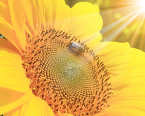 Wunderschöne Sonnenblume mit einer Biene