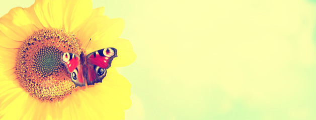 Wunderschöne Sonnenblume mit einem Schmetterling