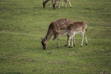 Naklejka na ściany i meble Young deer on the green field