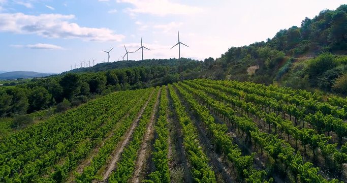 paysage de vignes avec &eacute;olienne en fond