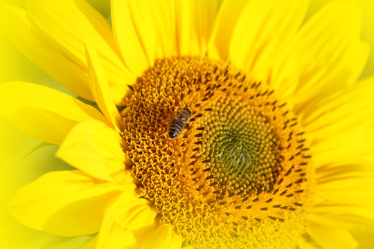 Wunderschöne Sonnenblume mit einer Biene