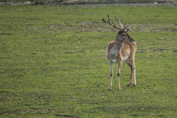 Young deer on the green field