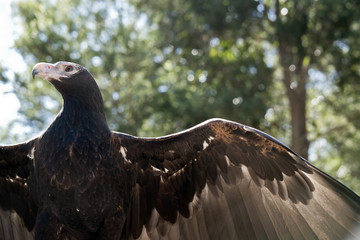 wedge tailed eagle