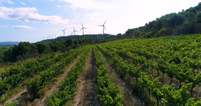 paysage de vignes avec &eacute;olienne en fond