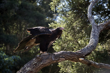 wedge tailed eagle