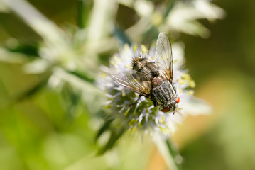 Hairy fly on an Eryngium campestre flower, under the warm summer sun. Kiev, Ukraine