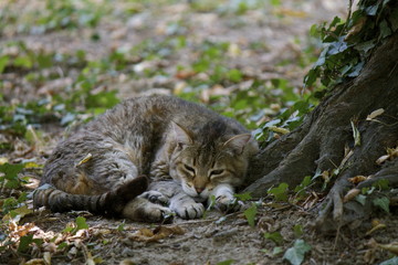 Colonia felina