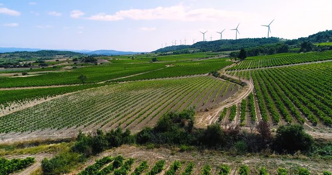 paysage de vignes avec &eacute;olienne en fond