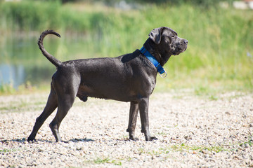 Big dark gray dog