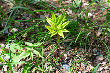 Small sprout plants Rodgersia podophylla