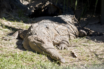 fresh water crocodile