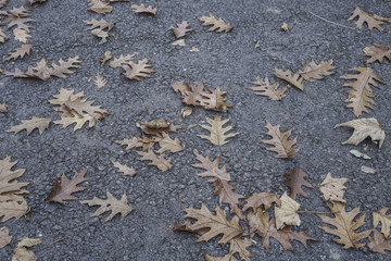 dried autumn leaves on an asphalt road
