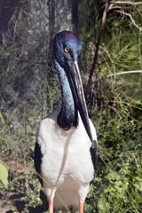 black necked stork
