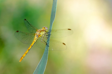 Sympetrum striolatum, also known as common darter, resting on a leaf