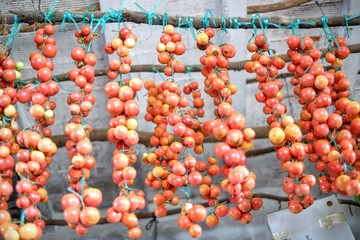 hanging tomatoes from the spanish farm