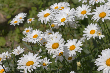 Fototapeta premium White daisies flowerbed
