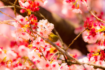 Fototapeta na wymiar The Japanese White-eye and cherry blossoms. Located in Tokyo Prefecture Japan.
