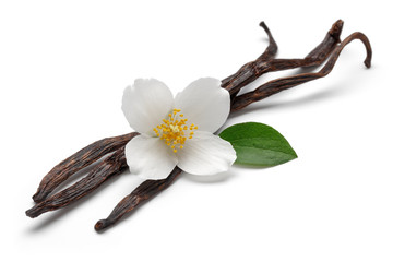 Vanilla sticks with jasmine - 166801014