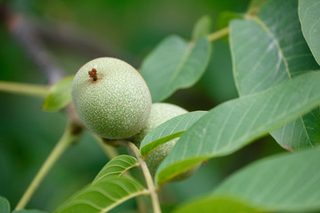 Walnut